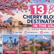 Best Places to See Cherry Blossoms in the USA